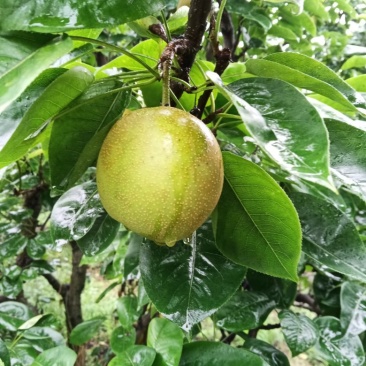 翠冠李