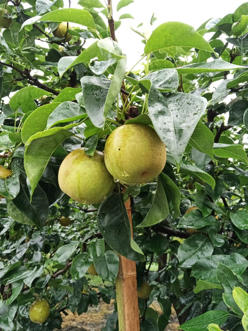 翠冠李