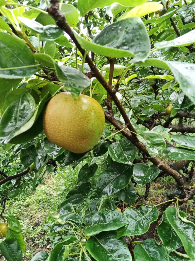 翠冠李