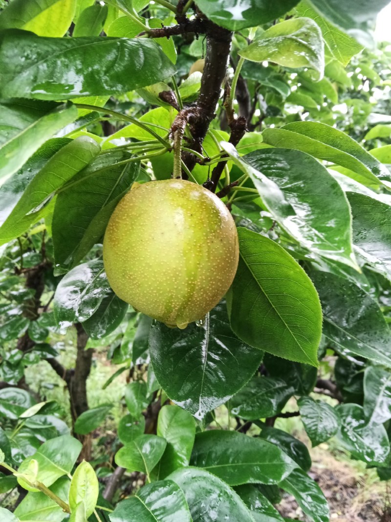 翠冠李
