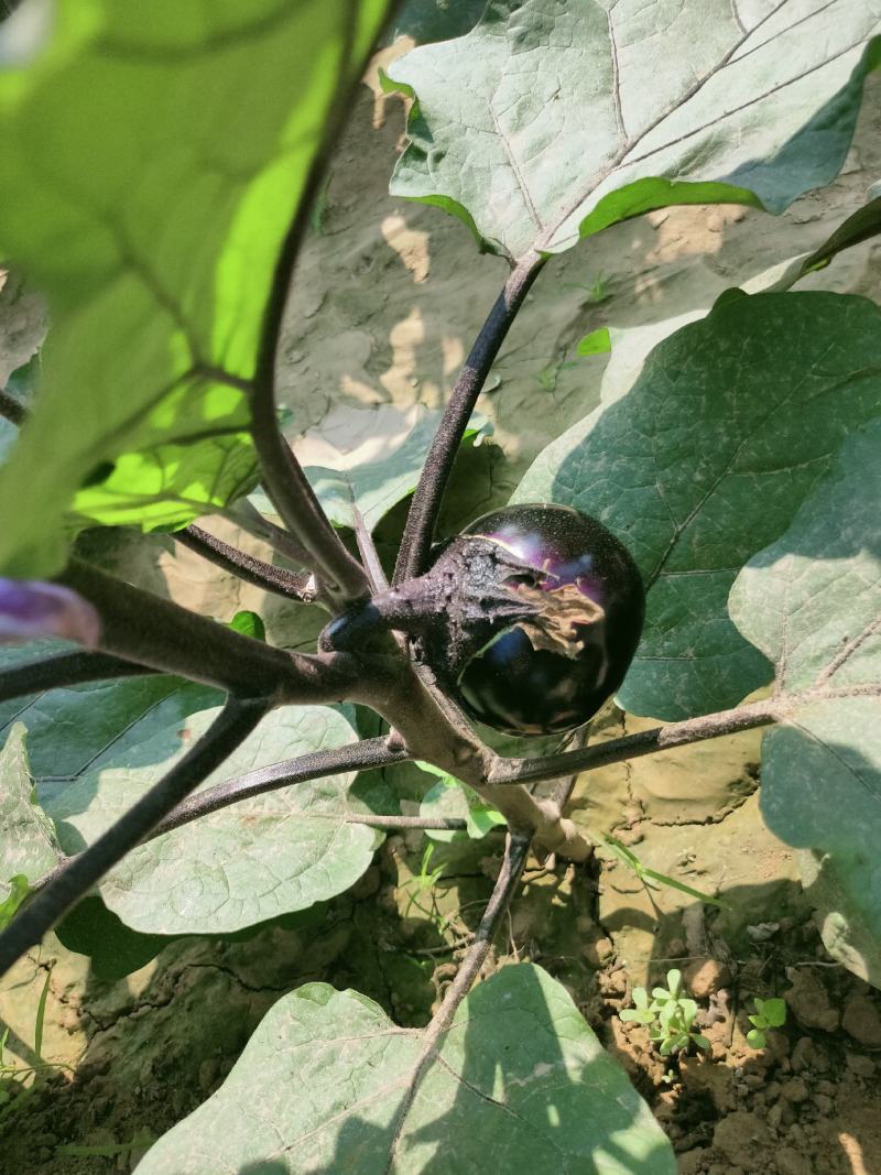 露地紫光圆茄，颜色光滑，需要的联系。本基地配有冷库
