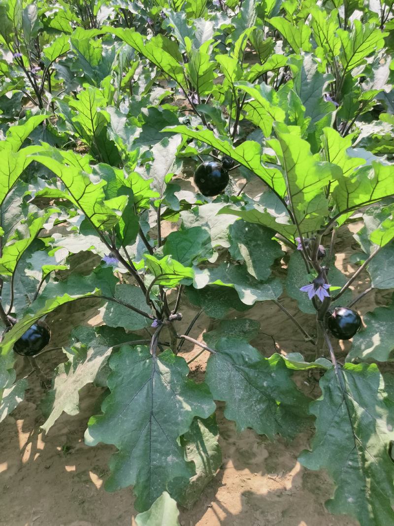 露地紫光圆茄，颜色光滑，需要的联系。本基地配有冷库