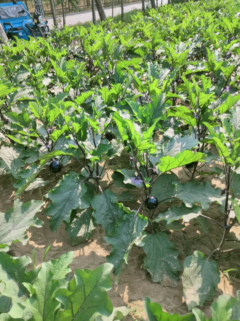 露地紫光圆茄，颜色光滑，需要的联系。本基地配有冷库