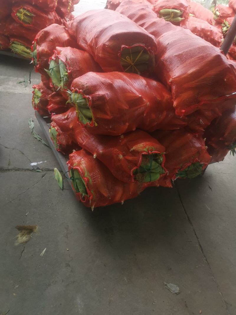 玉米/白玉米/江苏玉米/花玉米/粘玉米/黑玉米/东台玉米