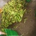玉米/白玉米/江苏玉米/花玉米/粘玉米/黑玉米/东台玉米