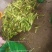玉米/白玉米/江苏玉米/花玉米/粘玉米/黑玉米/东台玉米