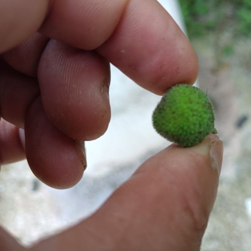 构树果叶杆根