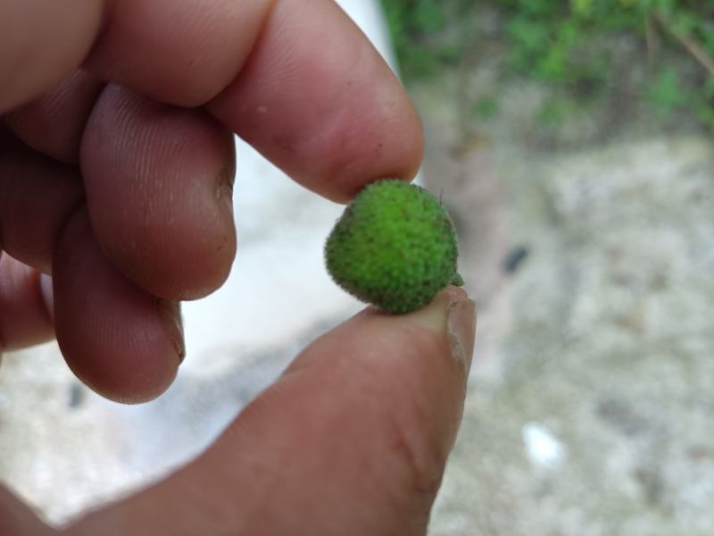 构树果叶杆根