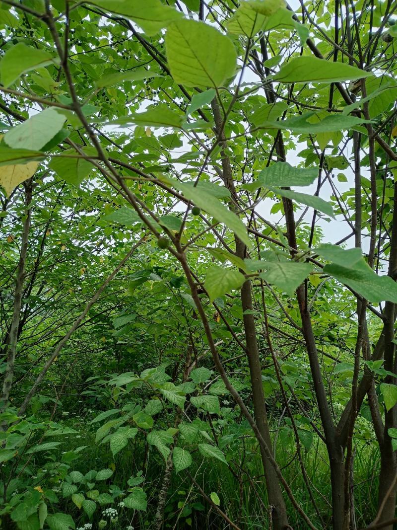 构树果叶杆根