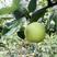 绿宝石梨砀山梨产地直发大量上市中，口感脆甜，皮薄