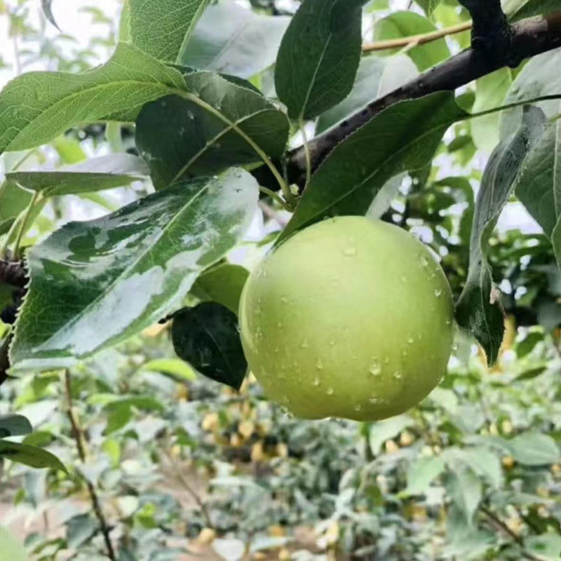 绿宝石梨砀山梨产地直发大量上市中，口感脆甜，皮薄