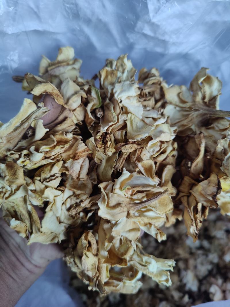 重瓣无硫自然忙哂干栀子干花