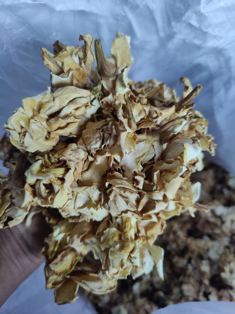 重瓣无硫自然忙哂干栀子干花