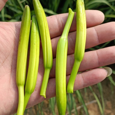 黄花菜