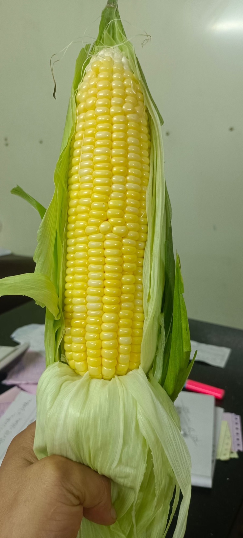 黄甜玉米太阳花