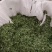 藤茶，青甘茶，又名天草茶