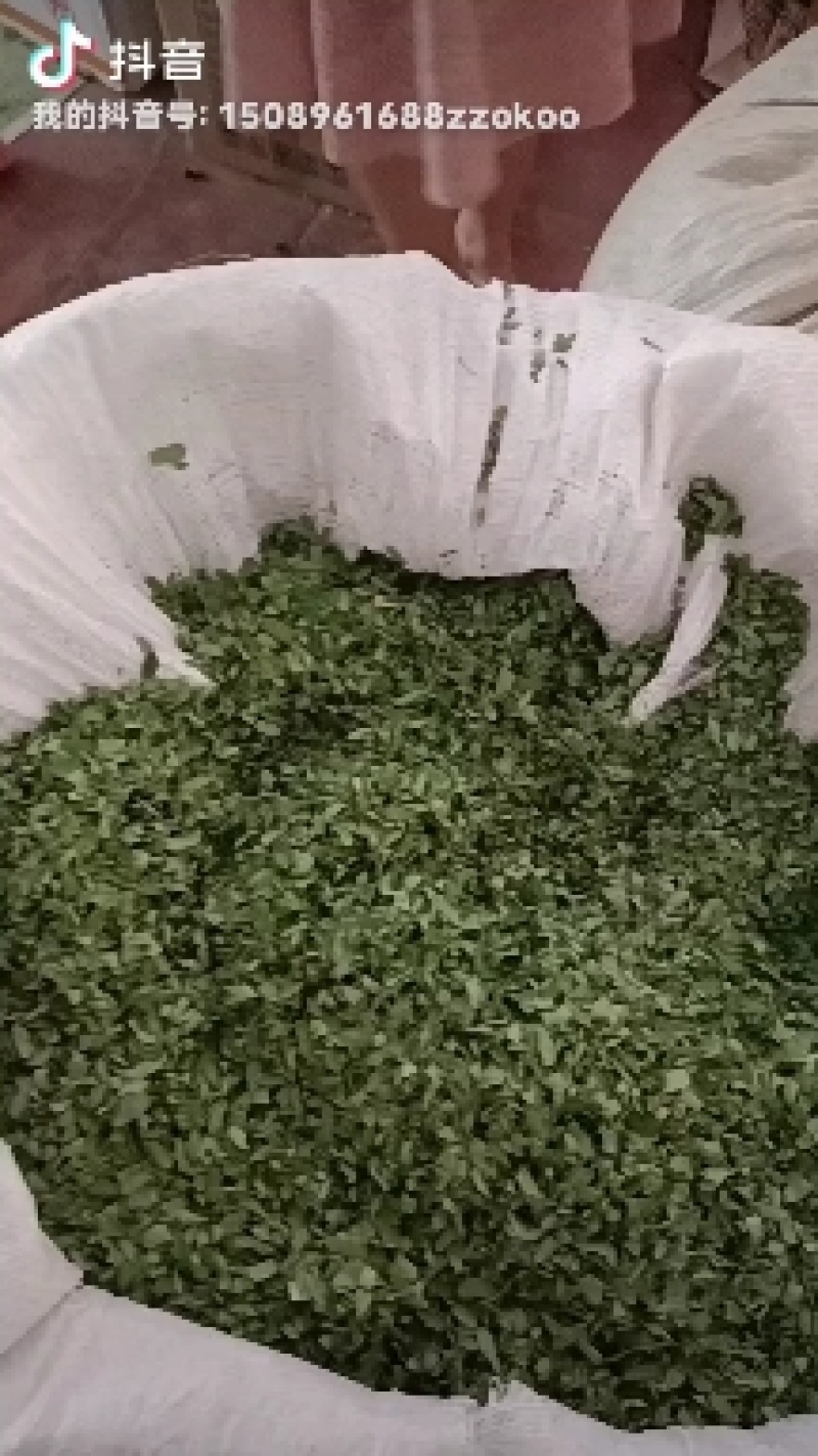 藤茶，青甘茶，又名天草茶