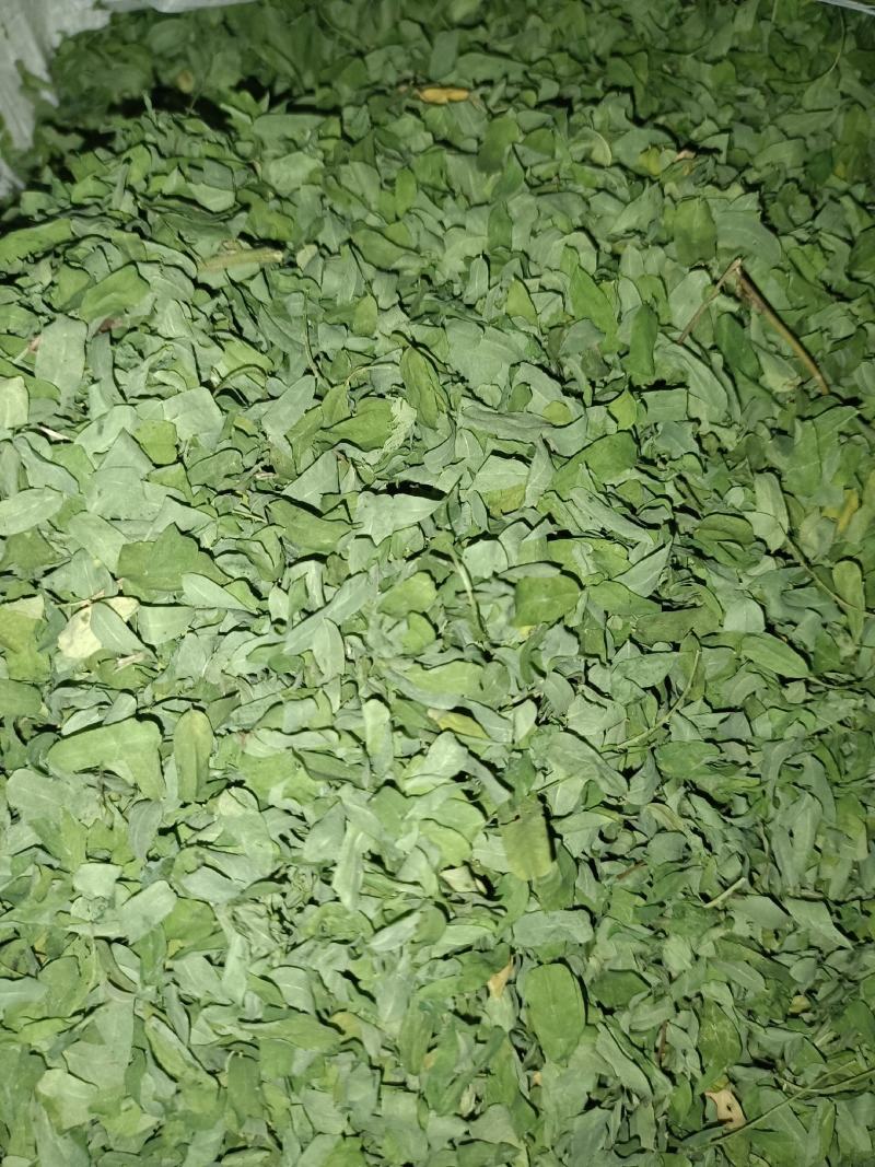 藤茶，青甘茶，又名天草茶