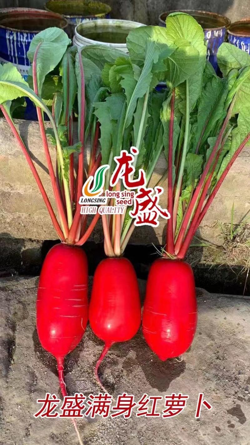 龙盛满身红萝卜种子南北方种植红皮萝卜种子耐热清脆爽口