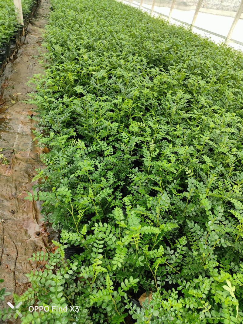 胡椒木16杯绿化苗