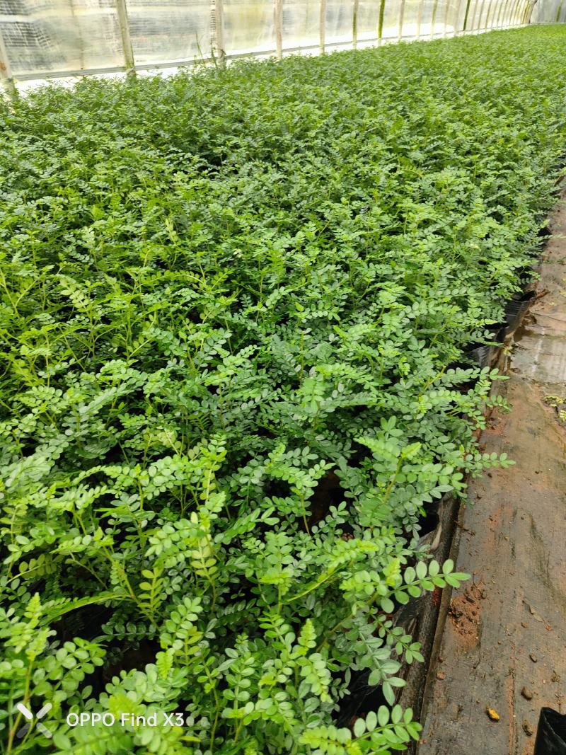胡椒木16杯绿化苗