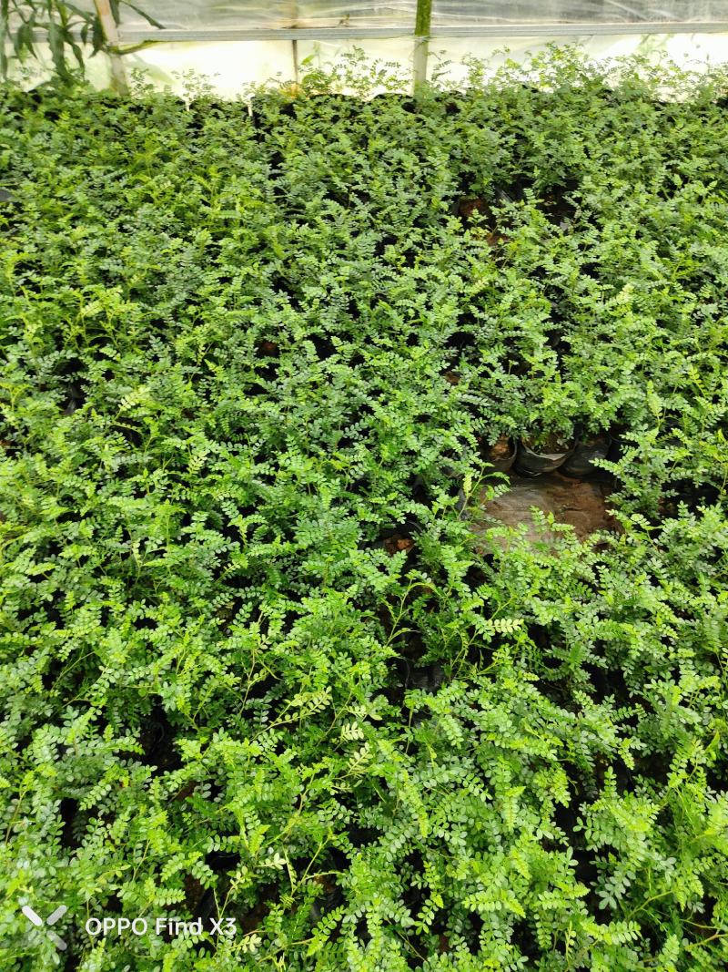胡椒木16杯绿化苗