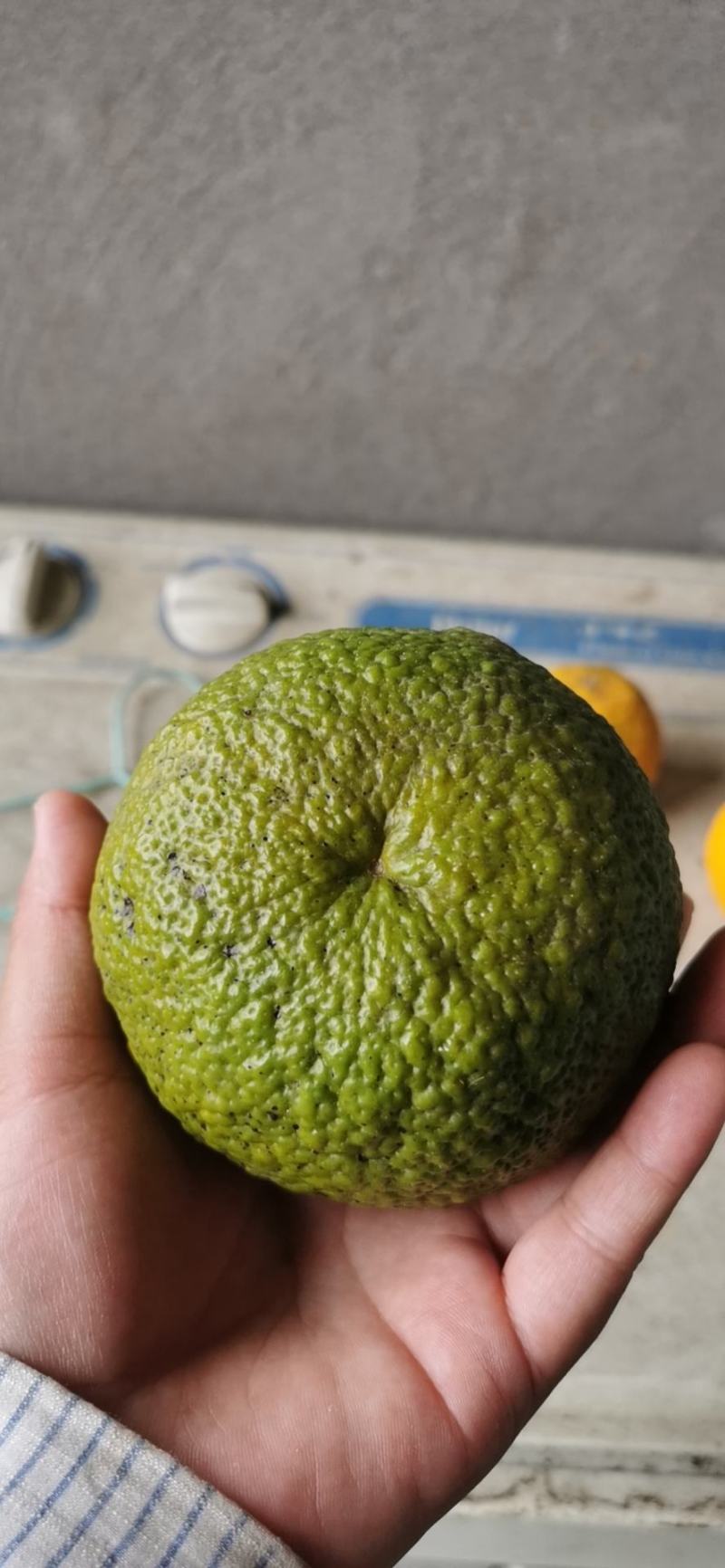 枳壳