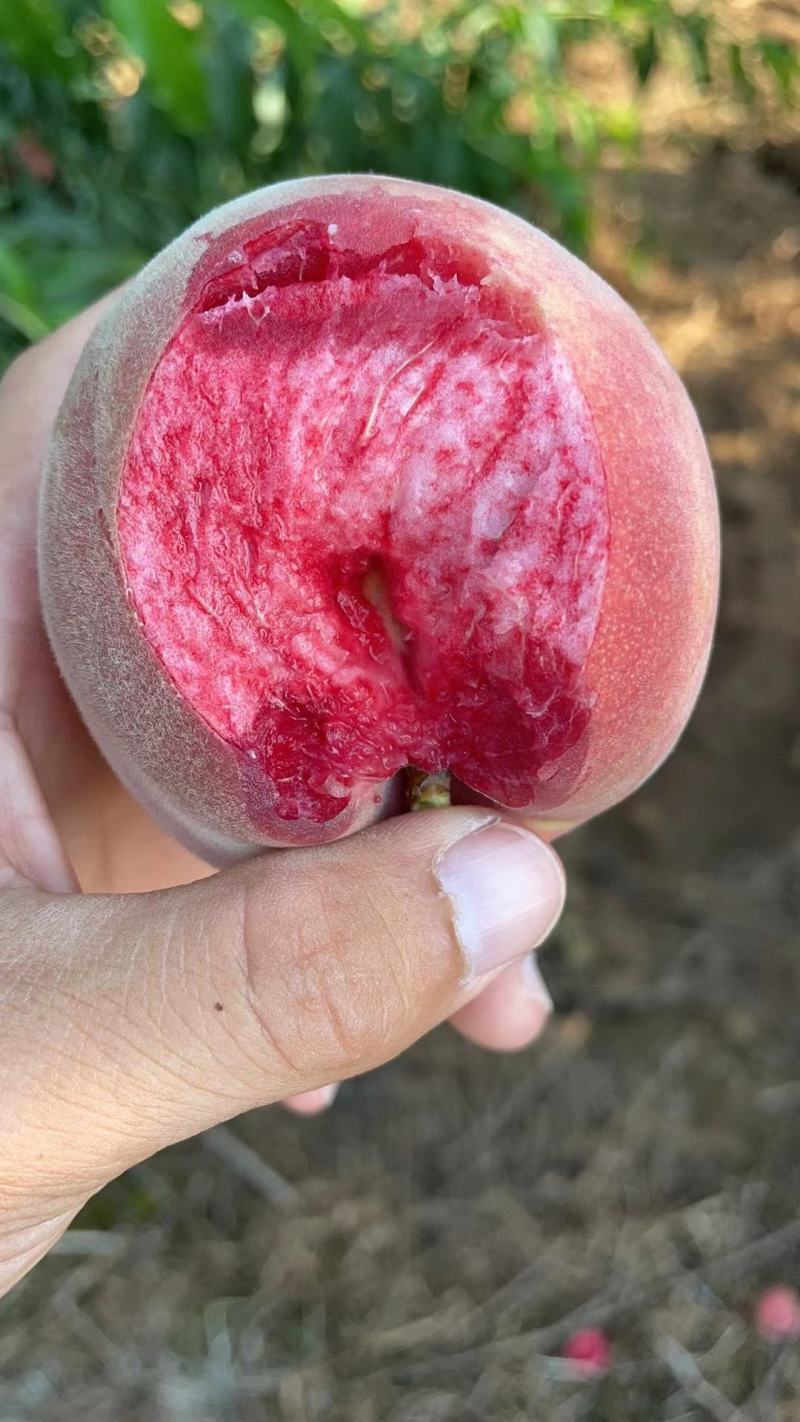 精选血桃，中桃24血桃大量上市一手货源基地直发视频看货