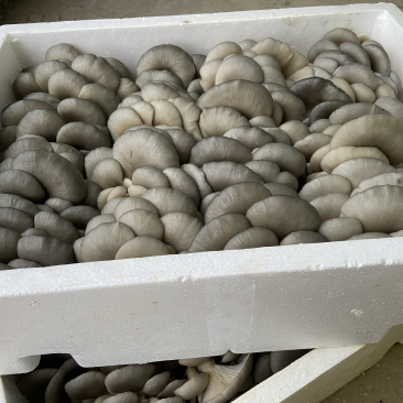 新鲜平菇