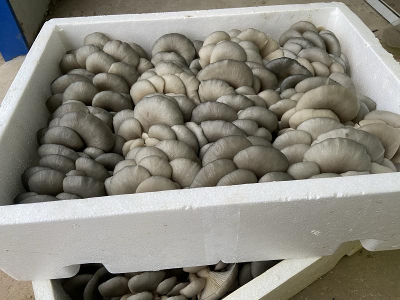 新鲜平菇