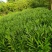 阳荷