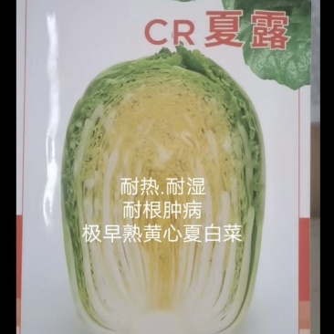 CR夏露夏季黄心大白菜种子可密植整齐一致商品性强耐根肿病