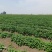 安徽精品红薯苗，四川基地大量供货，量大从优，欢迎来电