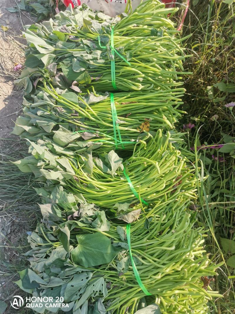 安徽精品红薯苗，四川基地大量供货，量大从优，欢迎来电