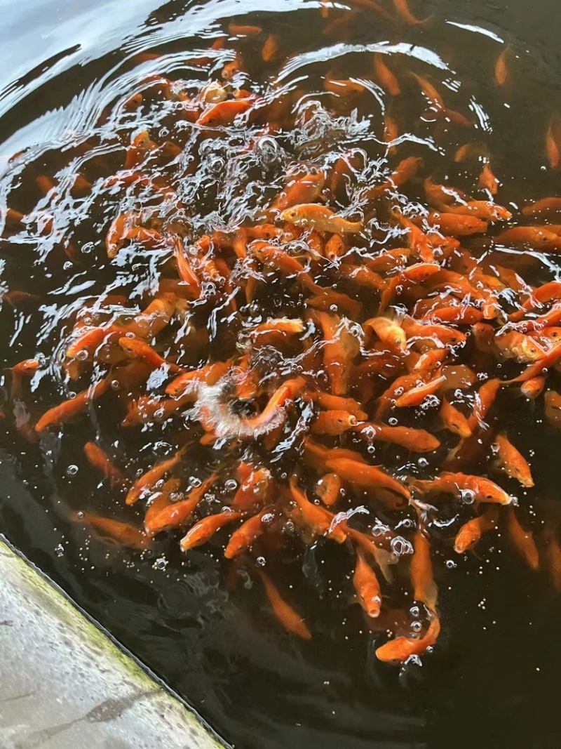 红鲤鱼苗产地直发品种好规格齐全包技术指导鲜活发货