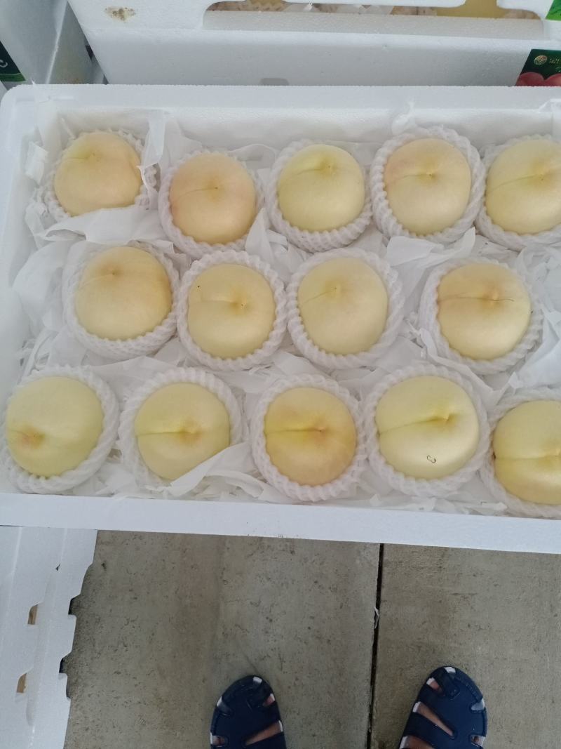 新沂水密桃天天有货