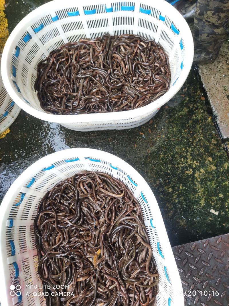 黄鳝鱼苗大量出货中专业基地供货欢迎全国客户订购