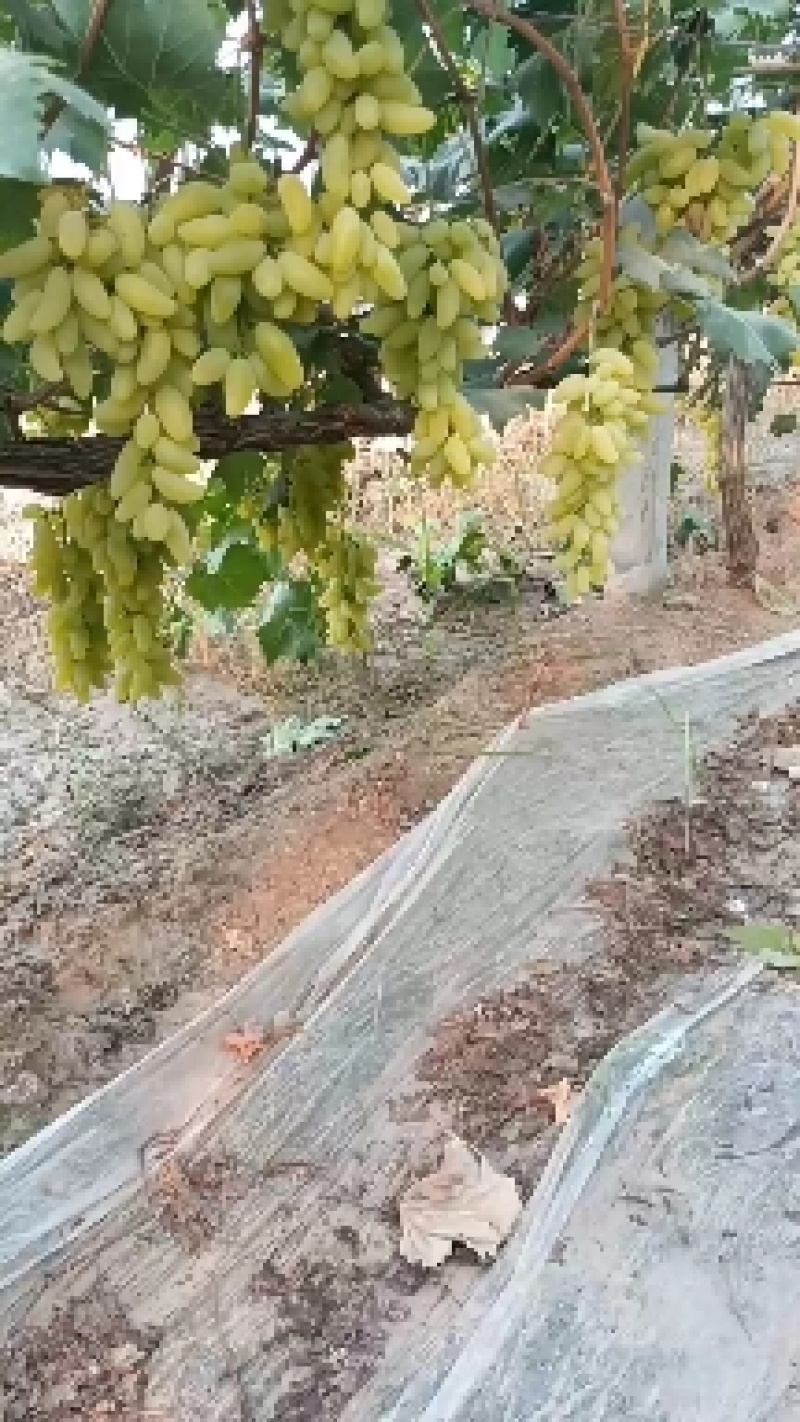 金手指葡萄