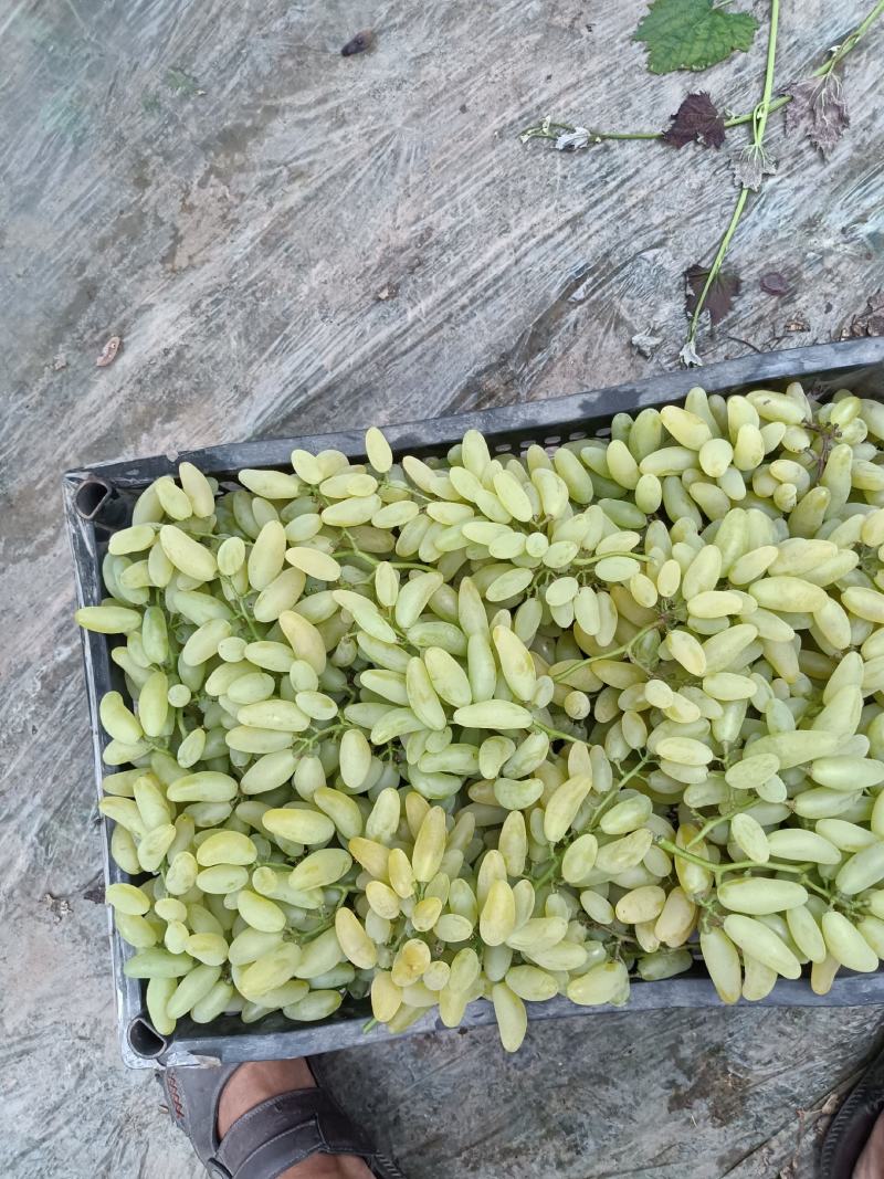 金手指葡萄