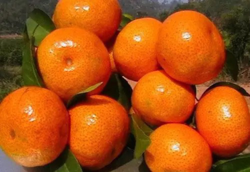 大量代收代发广西砂糖橘电商果，社区，美团等各大平台和市场