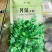 荠菜种子大叶野生荠菜种籽四季保健菜籽种地菜特色青菜萝卜种