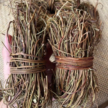 鸡骨草