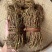 鸡骨草