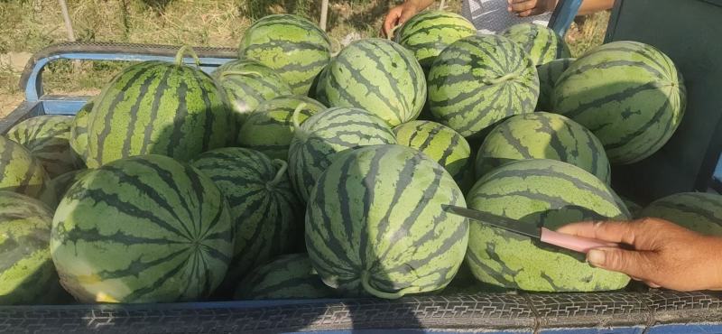 有籽无籽美都大量出售中，欢迎新老顾客预定，支持全国发货。