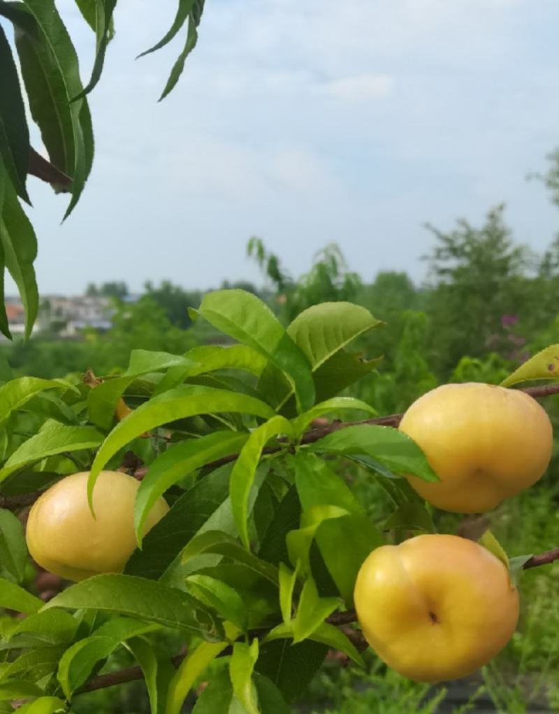 黄油蟠~大荔精品，自主品牌，纸袋黄桃，甜在心里