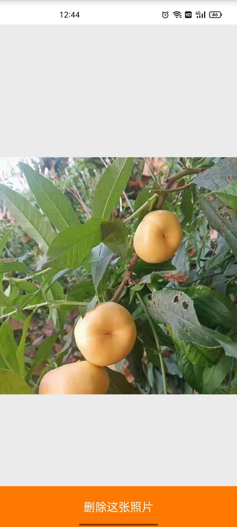 黄油蟠~大荔精品，自主品牌，纸袋黄桃，甜在心里