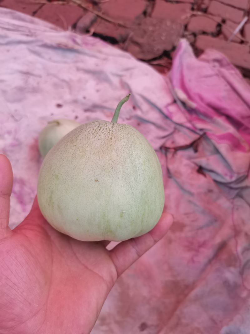绿宝甜瓜