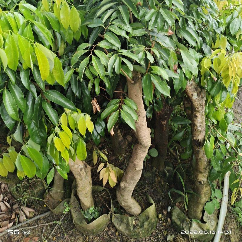 荔枝苗