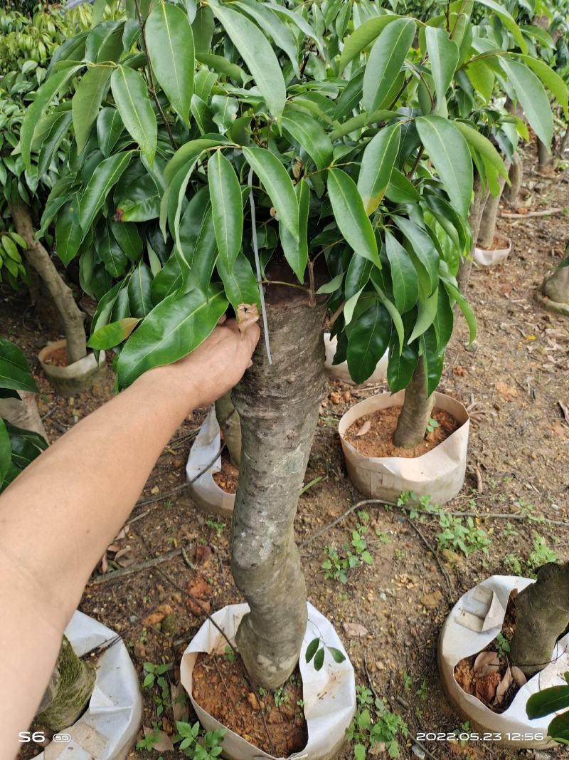 荔枝苗