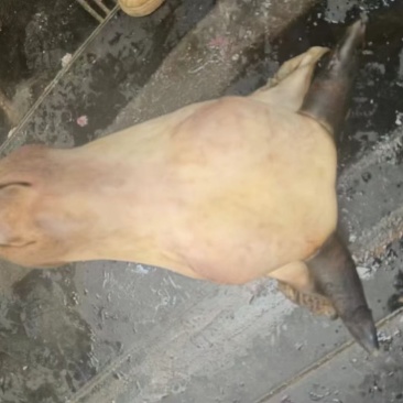 火燎牛头